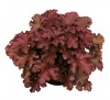 Гейхера Махагон (Mahogany) C1